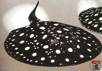 魟魚底部發(fā)黑：[需手動(dòng)填充]魚身體僵硬、背部和底部顏色變黑是怎么回事？