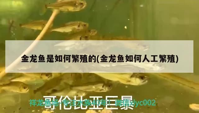 金龍魚繁殖箱內植物選擇技巧：金龍魚繁殖箱內植物的健康和繁殖效果，以下植物選擇技巧