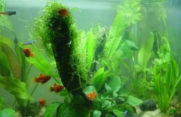 金龍魚繁殖箱內植物選擇技巧：金龍魚繁殖箱內植物的健康和繁殖效果，以下植物選擇技巧