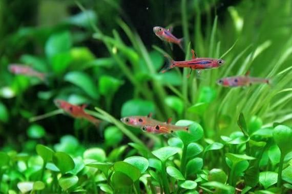 金龍魚繁殖箱內植物選擇技巧:金龍魚繁殖箱內植物的健康和繁殖效果,以下植物選擇技巧 金龍魚百科 第5張 金龍魚繁殖箱內植物選擇技巧:金龍魚繁殖箱內植物的健康和繁殖效果,以下植物選擇技巧 金龍魚繁殖箱內植物選擇技巧:金龍魚繁殖箱內植物的健康和繁殖效果,以下植物選擇技巧 金龍魚百科 第5張