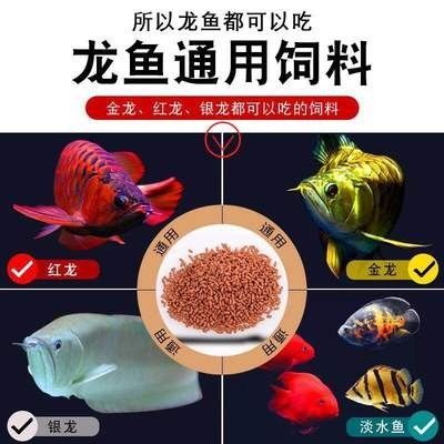 龍魚吃飼料利弊分析圖
