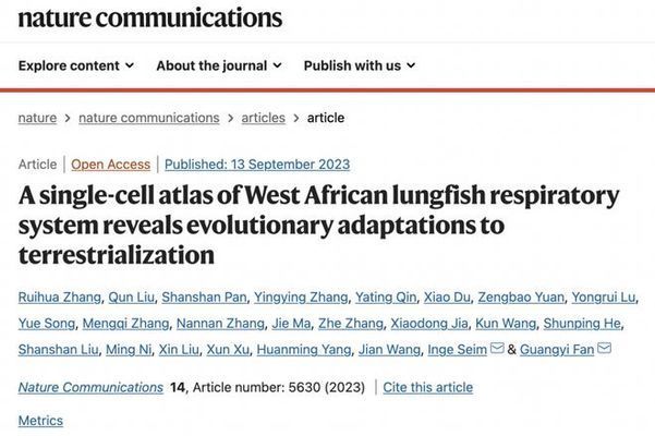 龍魚爛尾病的治療方法與預防措施，龍魚爛尾病的有效治療與預防方法