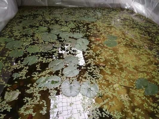 孔雀魚與金龍魚混養注意事項：孔雀魚與金龍魚混養的注意事項