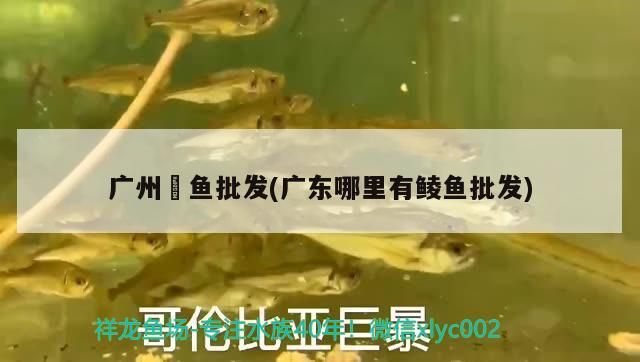 廣州魟魚批發(廣東哪里有鯪魚批發)