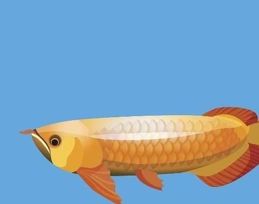 金龍魚鱗片光澤暗淡怎么辦：金龍魚水質維護技巧