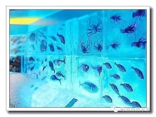 水族館是什么樣子的（上海海洋水族館的特色展區有哪些長沙觀賞魚水族館的游玩攻略）