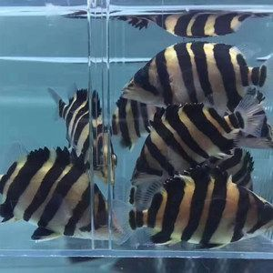 泰國(guó)虎魚幼魚活躍時(shí)間段觀察，關(guān)于泰國(guó)虎魚幼魚的活躍時(shí)間段的詳細(xì)分析