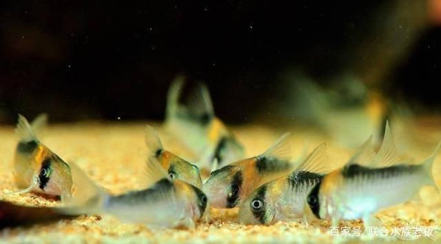 龍魚魚缸底部鋪什么好一點，龍魚魚缸底部的鋪設材料及其特點