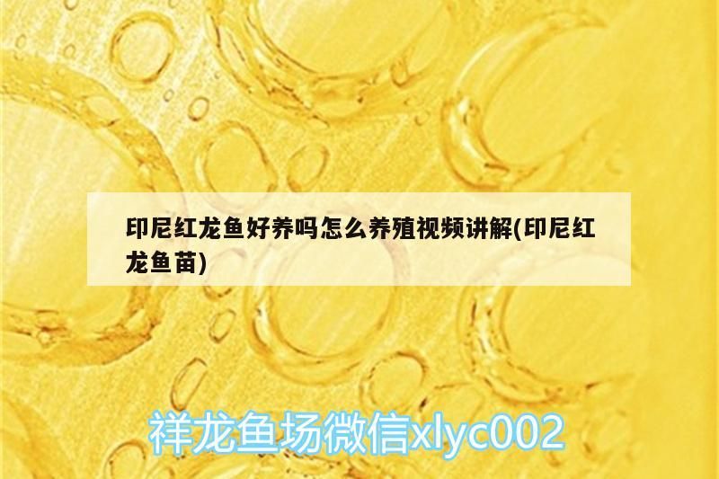 印尼紅龍魚好養嗎怎么養殖視頻講解(印尼紅龍魚苗)