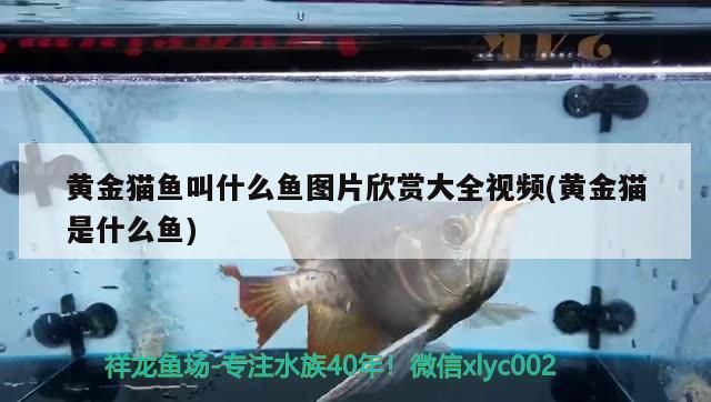 黃金貓魚叫什么魚圖片欣賞大全視頻(黃金貓是什么魚)