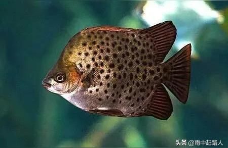 龍魚爛鰭爛尾的原因及防治方法，龍魚爛鰭爛尾的成因與防治措施全解析