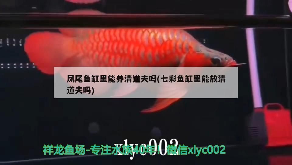 鳳尾魚缸里能養清道夫嗎(七彩魚缸里能放清道夫嗎)