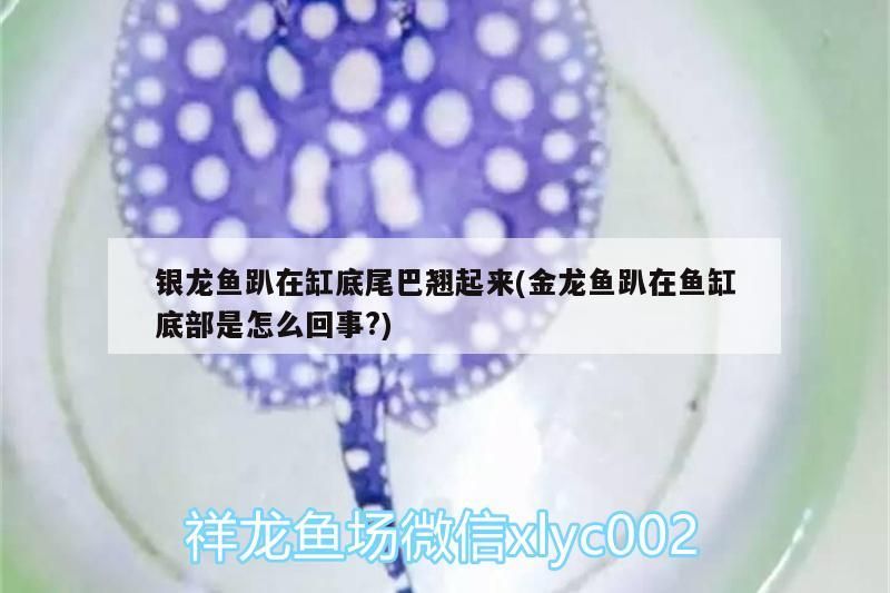 銀龍魚趴在缸底尾巴翹起來(金龍魚趴在魚缸底部是怎么回事?)