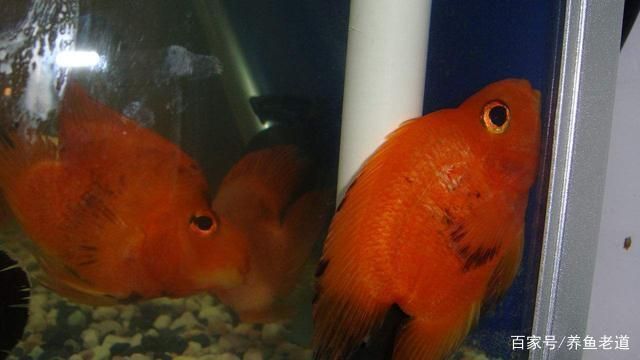 銀龍魚和虎魚能混養嗎圖片對比(紅龍魚和虎魚混養)