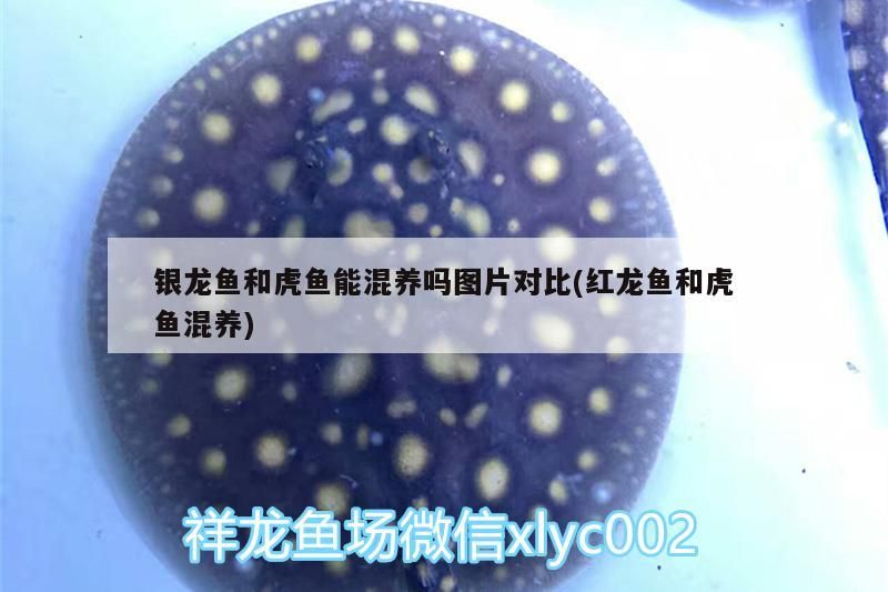 銀龍魚和虎魚能混養嗎圖片對比(紅龍魚和虎魚混養)