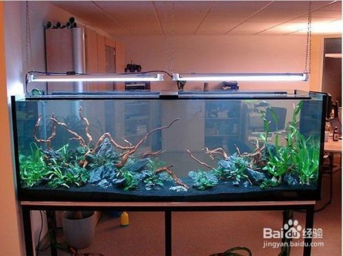 龍魚爛鱗怎么回事？原因、癥狀及治療方法詳解，龍魚爛鱗的原因、癥狀及治療方法全解析