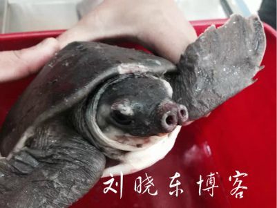豬鼻龜爛鼻子的原因：豬鼻龜爛身子怎么回事