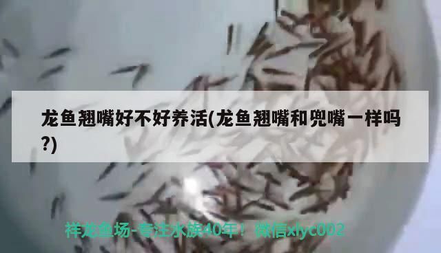 龍魚翹嘴好不好養活？與兜嘴有何區別？