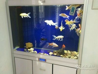 薩伊藍魚與虎魚混養案例，薩伊藍魚與虎魚可以混養嗎？