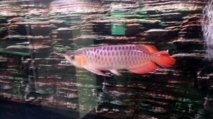 「龍魚高端配魚指南，精選15種提升魚缸檔次的黃金搭檔」15種龍魚黃金搭檔，打造高端魚缸的完美組合