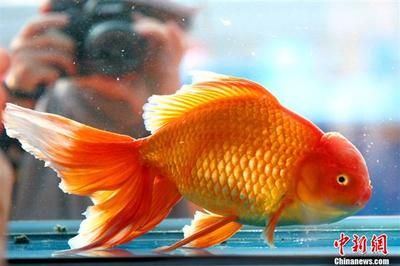 宜興特大紫砂魚缸廠家在哪里( 宜興紫砂魚缸圖片) 紅龍魚百科 第2張 宜興特大紫砂魚缸廠家在哪里( 宜興紫砂魚缸圖片) 宜興特大紫砂魚缸廠家在哪里( 宜興紫砂魚缸圖片) 紅龍魚百科 第2張