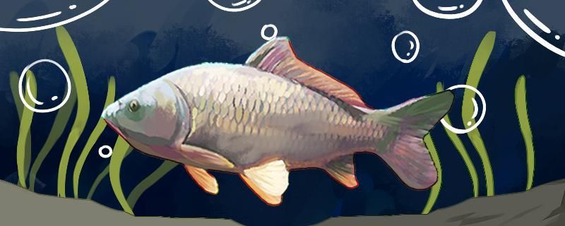 釣鯉魚用多長的子線合適用什么鉤