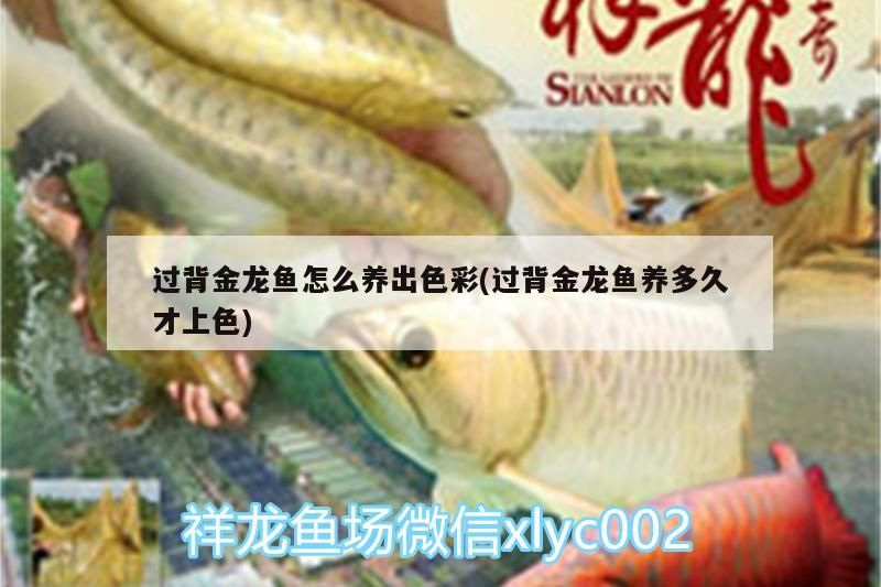 過背金龍魚怎么養出色彩(過背金龍魚養多久才上色)