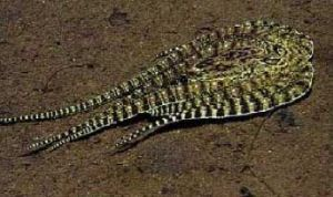 魟魚長不大是什么原因？：魟魚生長緩慢或停滯