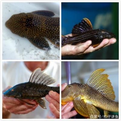 魟魚長不大是什么原因？：魟魚生長緩慢或停滯
