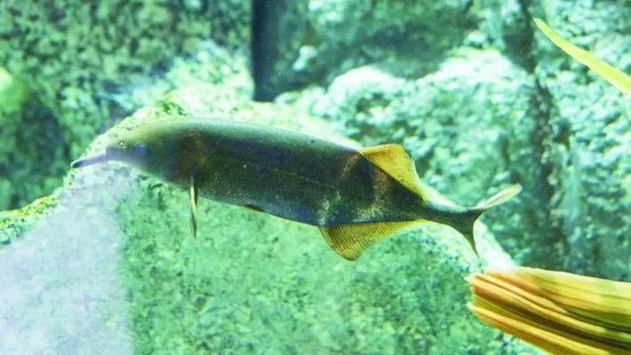 象鼻魚食物鏈中的位置分析，象鼻魚在食物鏈中占據重要地位