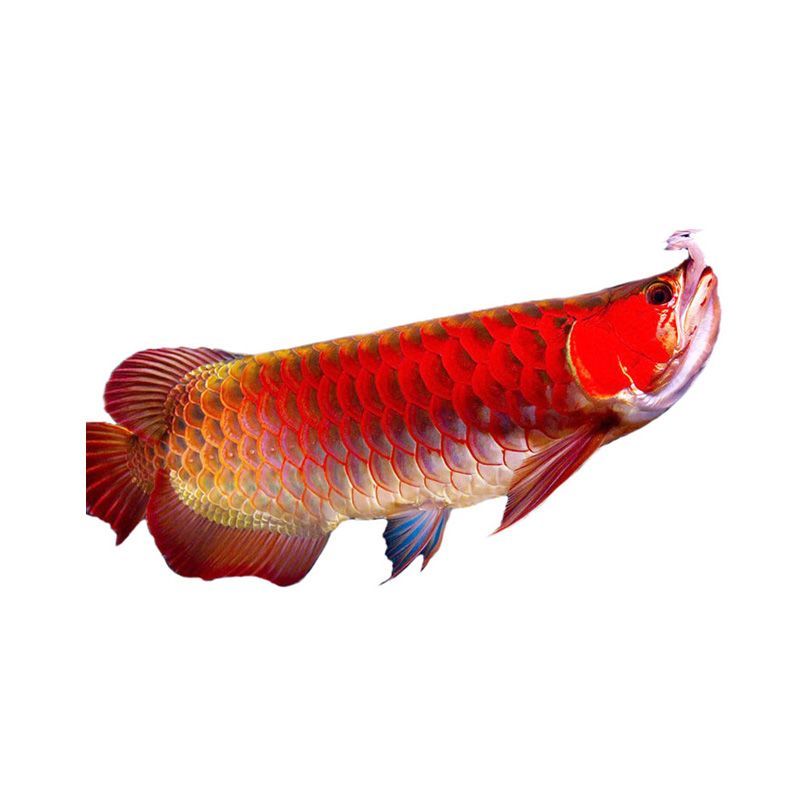 赤血紅龍魚好還是辣椒紅龍好：赤血紅龍魚與辣椒紅龍的價(jià)格對(duì)比，觀賞魚養(yǎng)殖環(huán)境優(yōu)化方法