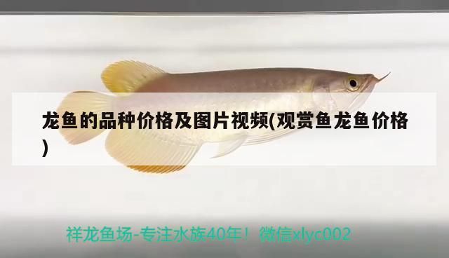 龍魚的品種價格及圖片視頻(觀賞魚龍魚價格)