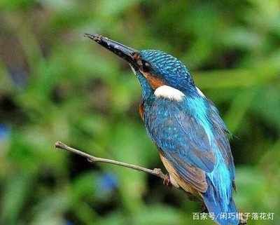 赤荔鳳冠魚的飼養(yǎng)要點(diǎn)，如何判斷水質(zhì)適合赤荔鳳冠魚，赤荔鳳冠魚繁殖技巧分享