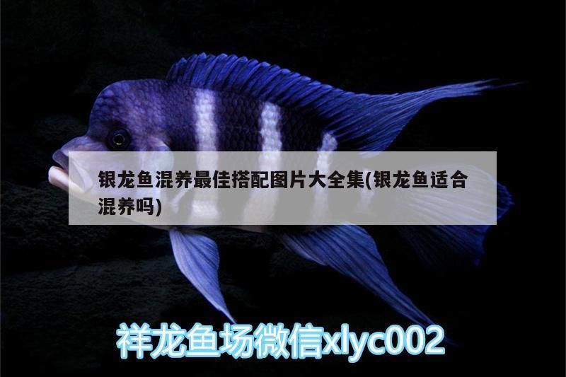 銀龍魚混養(yǎng)最佳搭配圖片大全集(銀龍魚適合混養(yǎng)嗎)