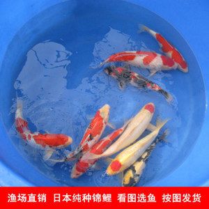 印尼大湖紅龍魚是什么樣子的圖片大全集（印尼大湖紅龍魚是什么樣子的圖片大全集）