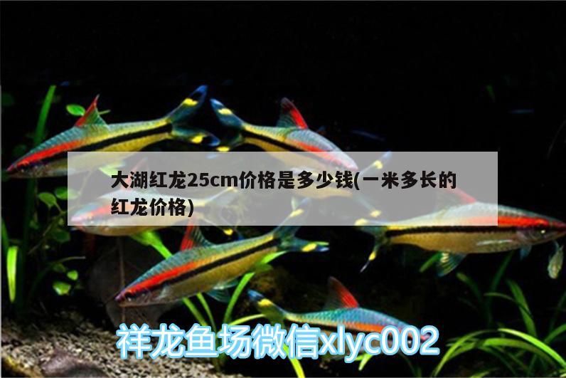大湖紅龍25cm價(jià)格是多少錢(一米多長的紅龍價(jià)格)