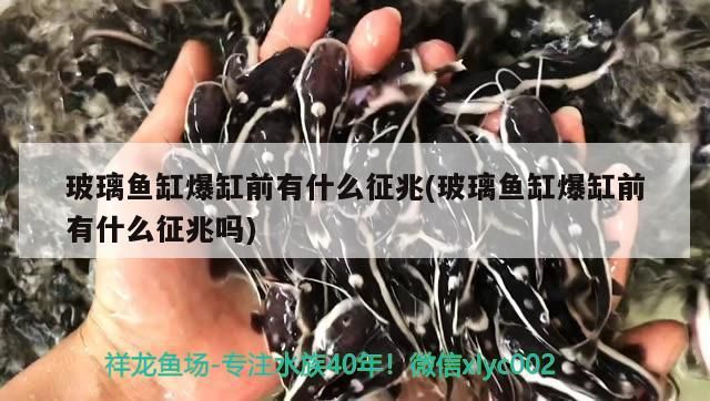 玻璃魚缸爆缸前有什么征兆(玻璃魚缸爆缸前有什么征兆嗎)