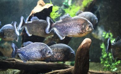 赤焰中國虎魚活食保存技巧，赤焰中國虎魚保存方法