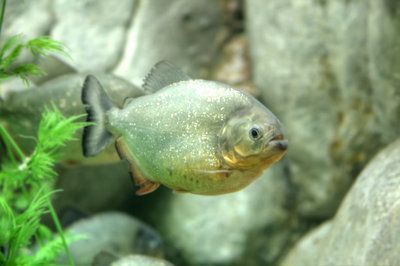赤焰中國虎魚活食保存技巧，赤焰中國虎魚保存方法