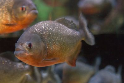 赤焰中國虎魚活食保存技巧，赤焰中國虎魚保存方法