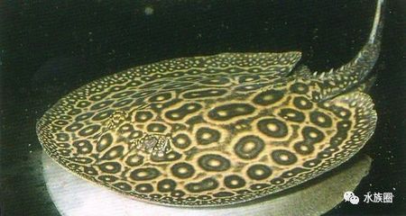魟魚不游動不吃東西能活多久：魟魚不游動不吃東西能活多久[需手動填充]魚的存活時間和身體狀況有關