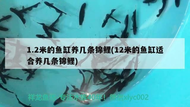1.2米的魚缸養幾條錦鯉(12米的魚缸適合養幾條錦鯉)