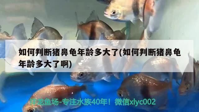豬鼻龜?shù)哪挲g與體重：豬鼻龜多大算成年