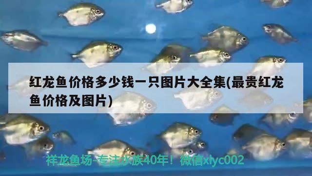 紅龍魚價格多少錢一只圖片大全集(最貴紅龍魚價格及圖片)