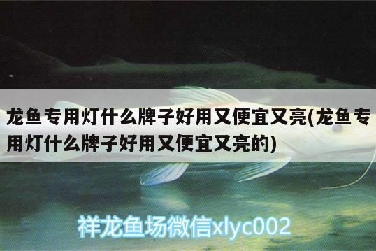 龍魚專用燈什么牌子好用又便宜又亮(龍魚專用燈什么牌子好用又便宜又亮的)