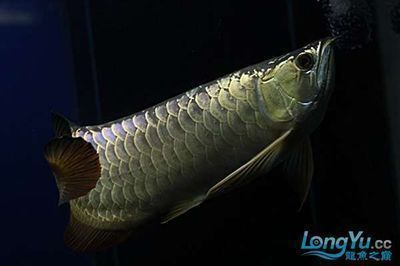金龍魚領地意識強的表現：金龍魚領地意識與飼養環境關系金龍魚領地意識與飼養環境關系