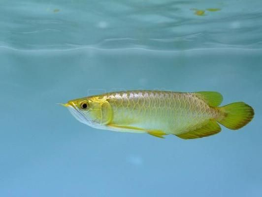 大湖魚紅龍血統要芯片嗎：印尼大湖紅龍魚血統認證與芯片是強關聯的具體分析