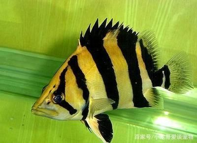 虎魚吃泥鰍好還是吃蝦好
