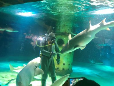 水族館服務員累嗎（水族館服務員的職業晉升路徑）