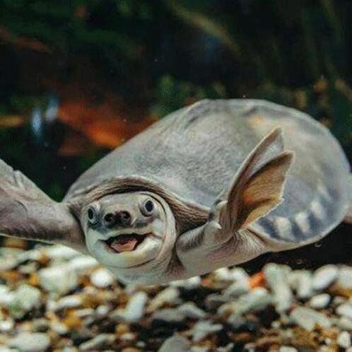 豬鼻龜好看嗎？：世界上最可愛(ài)的烏龜---豬鼻龜